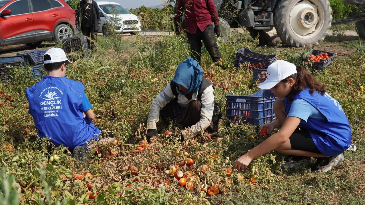 Gönüllü gençler domates tarlasında hasat yaptı