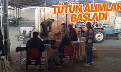 Sarıgöl'de tütün alımları başladı