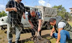 Manisa'da kale filesine dolanıp mahsur kalan köpek kurtarıldı