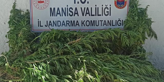 Jandarmadan yasadışı kenevir ekimine operasyon
