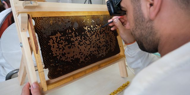 Küresel ısınma arıcıları alternatif ürünlere yöneltti