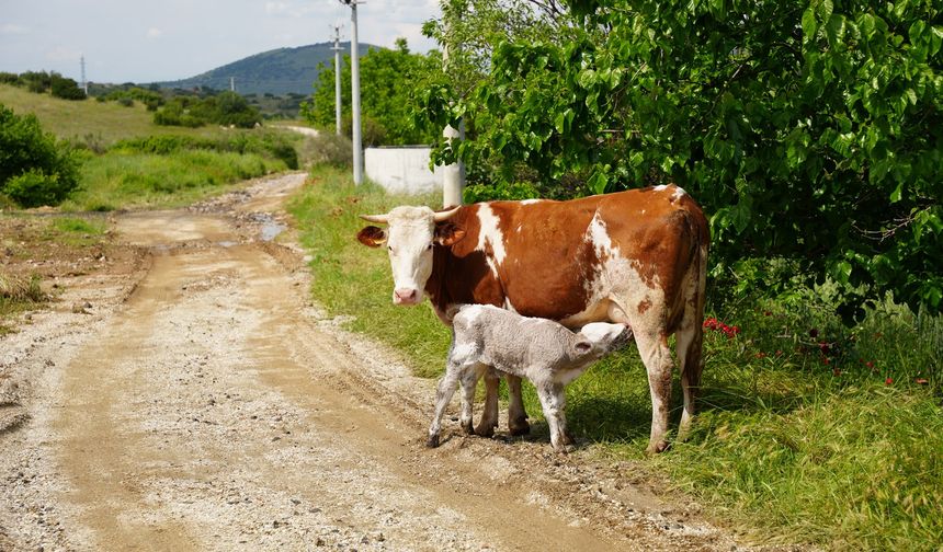 Ekin tarlasında doğan buzağı dron ile bulundu