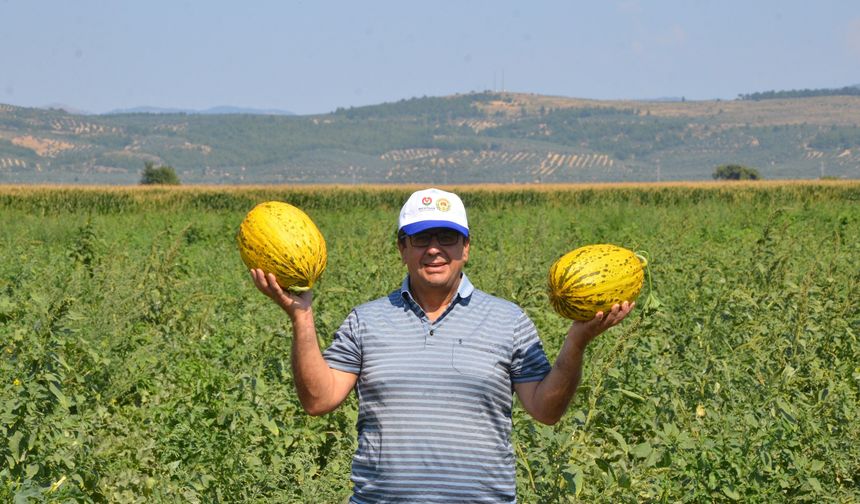 Kırkağaç kavununda ilk hasat